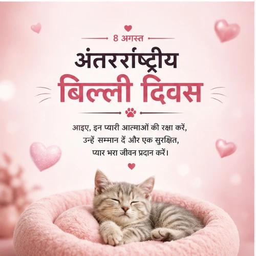 international cat day festival greeting cards