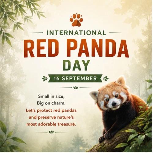 international red panda day festival greeting cards